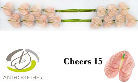 Срезанные цветы оптом Anthurium cheers от 15шт из Голландии с доставкой по России