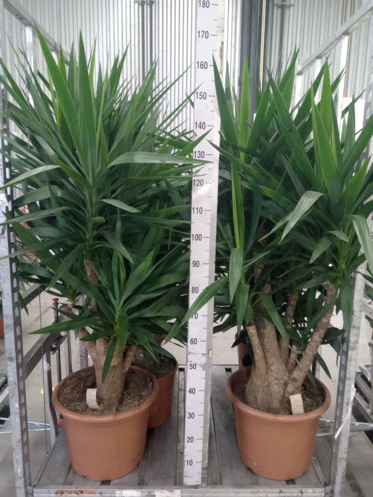 Горшечные цветы и растения оптом Yucca Elephantipes   ... от 1шт из Голландии с доставкой по России