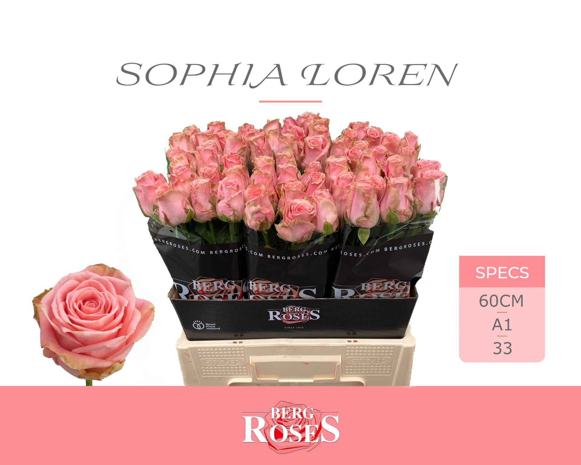 Срезанные цветы оптом Rosa large sophia loren от 50шт. из Голландии с доставкой по России