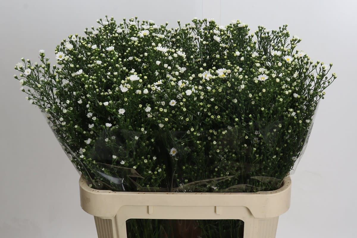 Срезанные цветы оптом Aster paquita от 100шт. из Голландии с доставкой по России