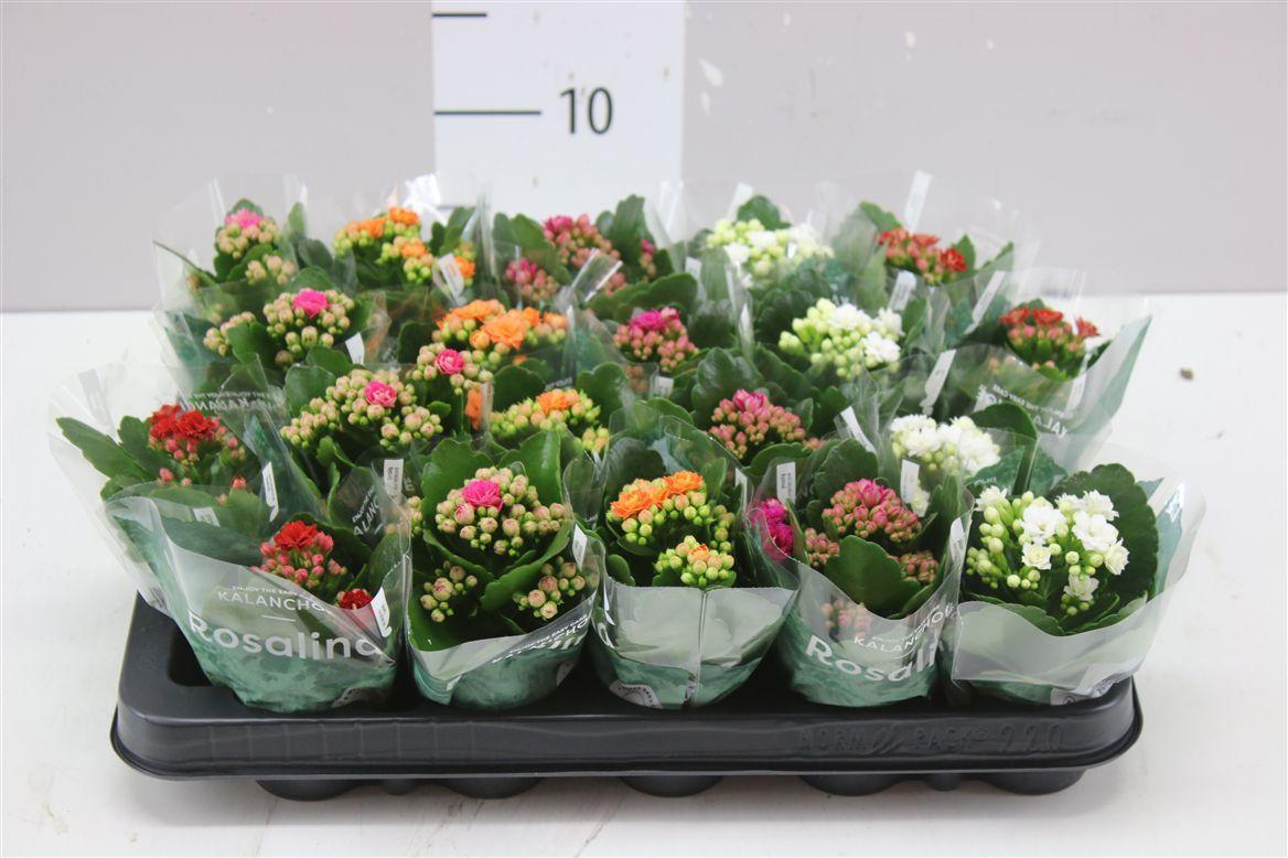 Горшечные цветы и растения оптом Kalanchoe Rosalina Mix от 20шт (для телеги) из Голландии с доставкой по России