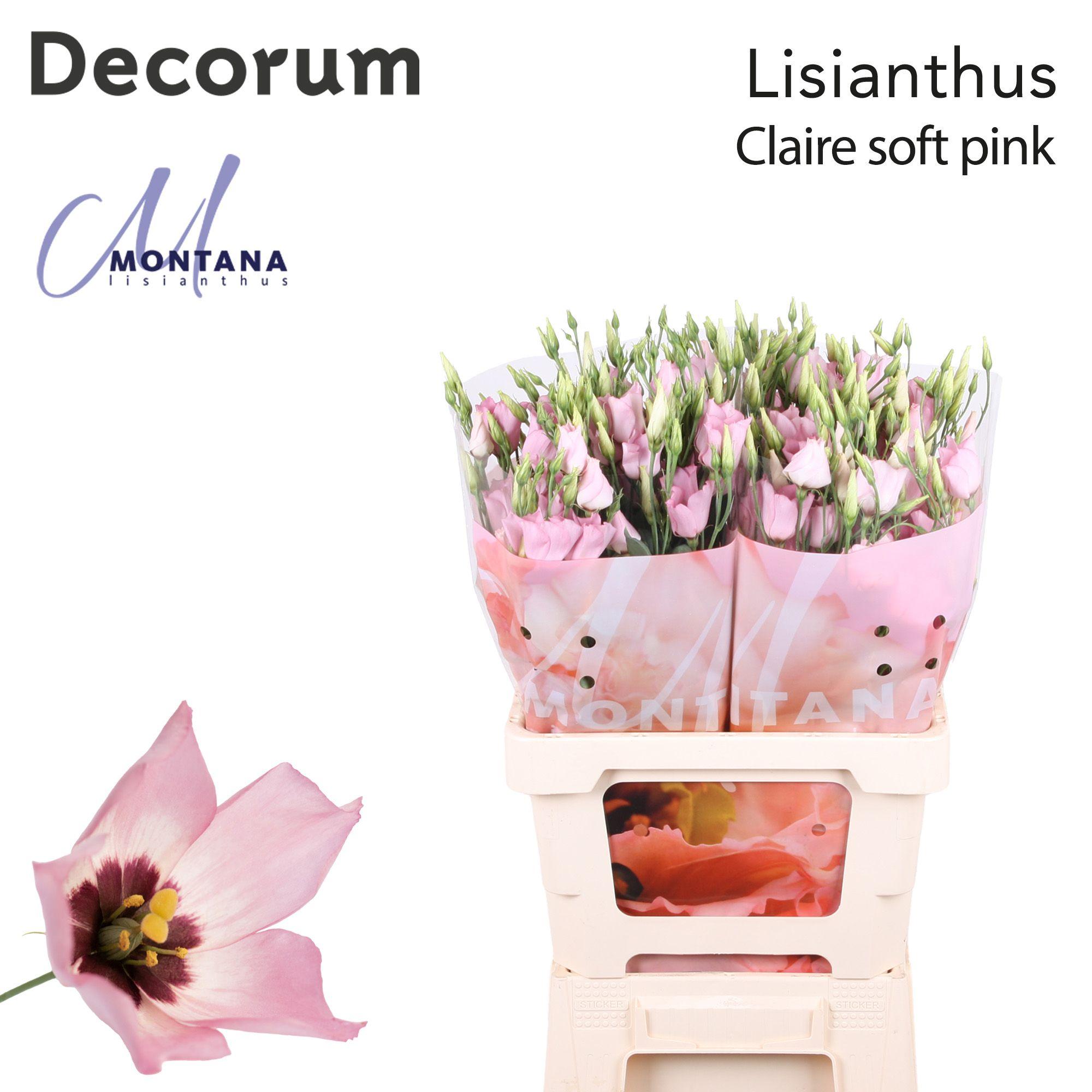 Срезанные цветы оптом Lisianthus si pink от 20шт из Голландии с доставкой по России