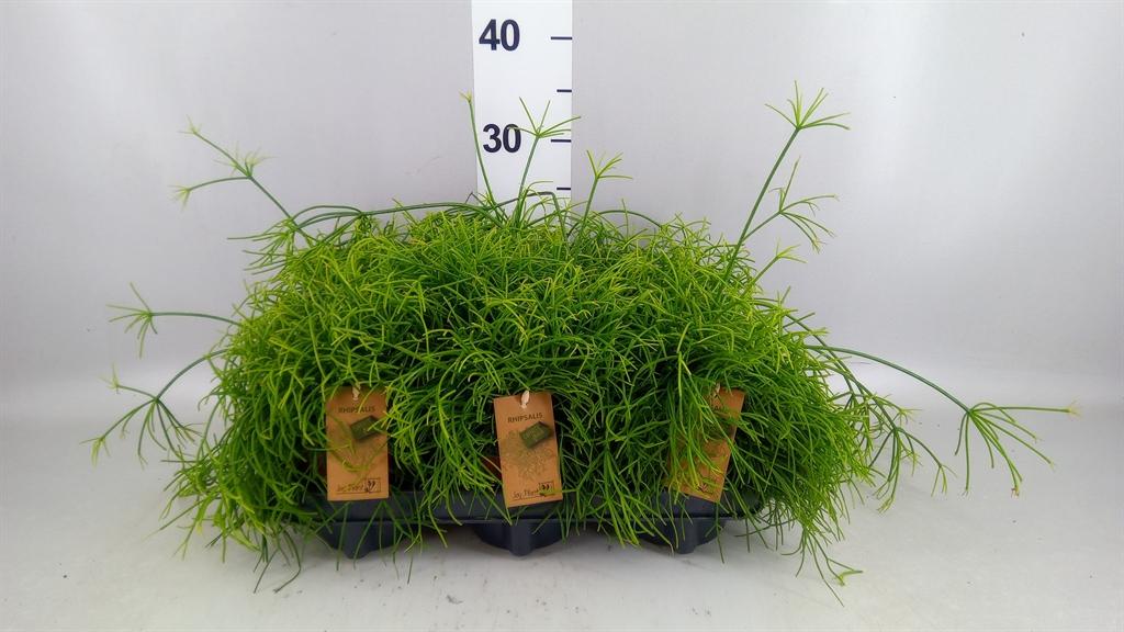 Горшечные цветы и растения оптом Rhipsalis Baccifera oasis от 6шт из Голландии с доставкой по России