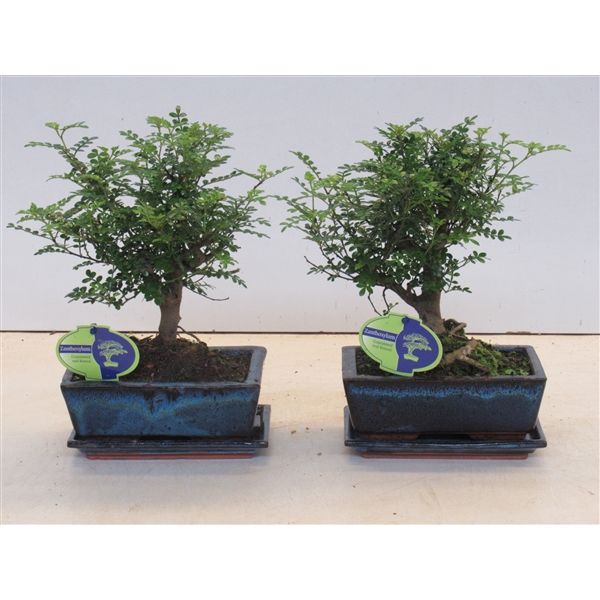 Горшечные цветы и растения оптом Bonsai Zanthoxylum Piperitum Broom With Dip Tray от 6шт из Голландии с доставкой по России