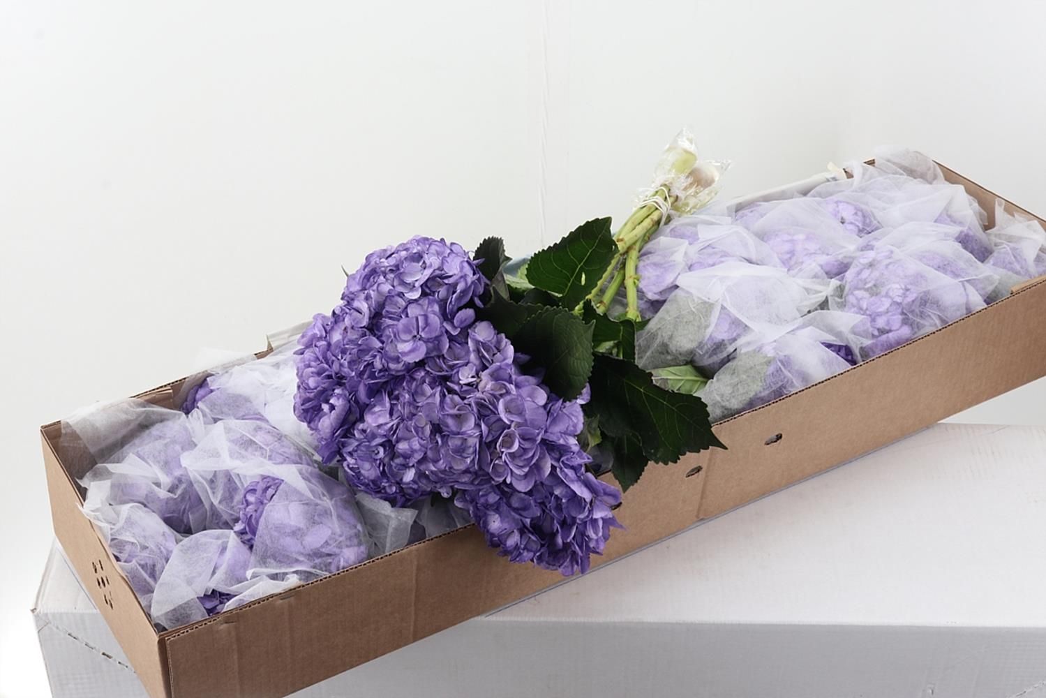 Срезанные цветы оптом Hydrangea violeta tinted от 30шт из Голландии с доставкой по России