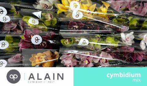 Срезанные цветы оптом Cymbidium mix от 16шт. из Голландии с доставкой по России
