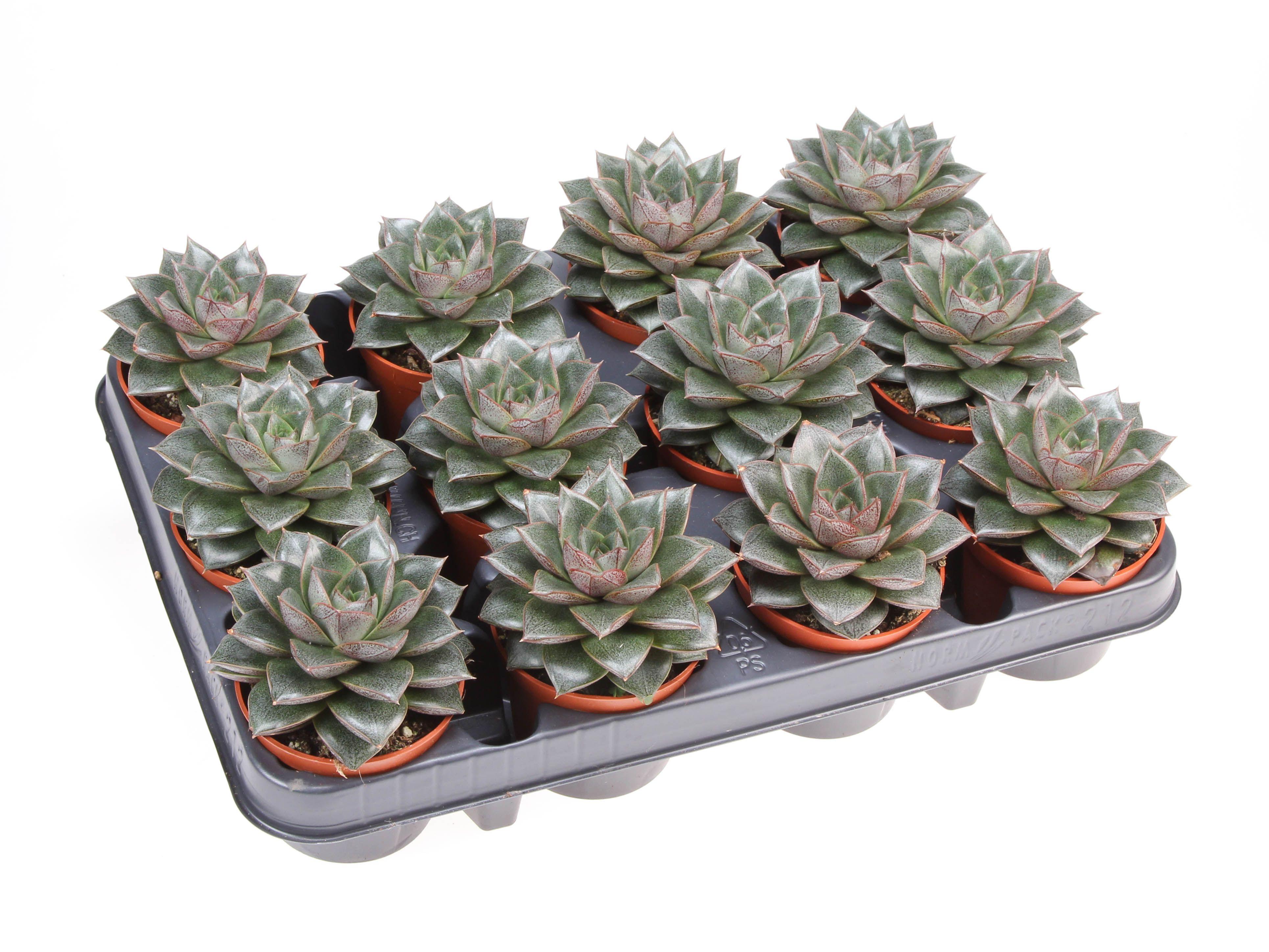Горшечные цветы и растения оптом Echeveria Purpesorum от 12шт (для телеги) из Голландии с доставкой по России