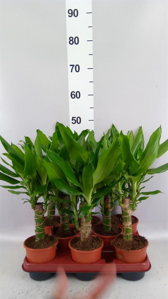 Горшечные цветы и растения оптом Dracaena Frag. steudneri A от 8шт из Голландии с доставкой по России