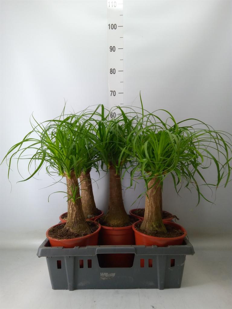 Горшечные цветы и растения оптом Beaucarnea Recurvata от 5шт из Голландии с доставкой по России