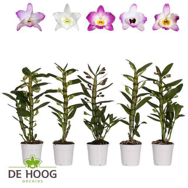 Горшечные цветы и растения оптом Dendrobium Nob. Mix от 6шт из Голландии с доставкой по России