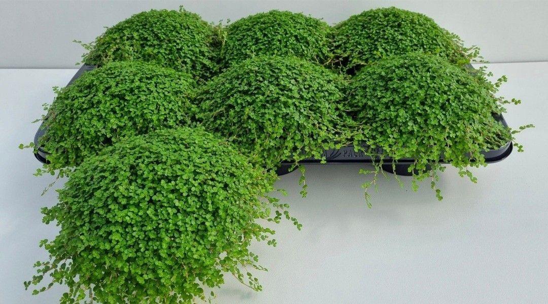 Горшечные цветы и растения оптом Solei Sol Groen от 6шт из Голландии с доставкой по России