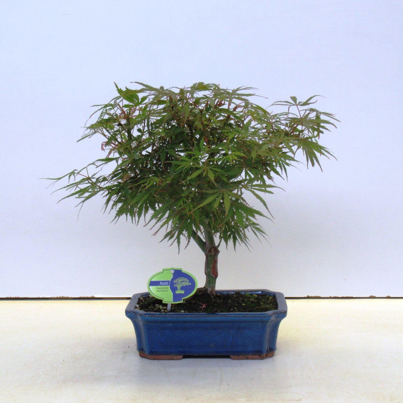 Горшечные цветы и растения оптом Acer Palmatum jerre Schwarts от 3шт из Голландии с доставкой по России