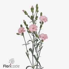 Срезанные цветы оптом Dianthus sp solomio rose от 100шт из Голландии с доставкой по России