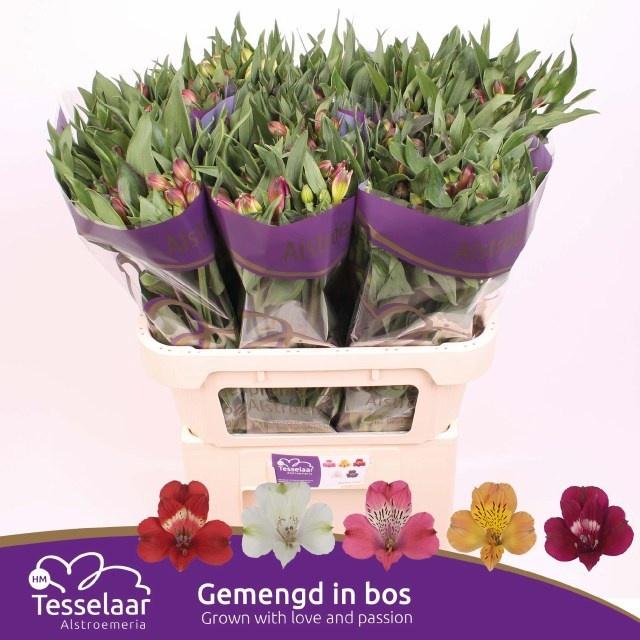 Срезанные цветы оптом Alstroemeria mix rainbow от 60шт из Голландии с доставкой по России Срезанные цветы оптом Alstroemeria mix rainbow от 60шт из Голландии с доставкой по России