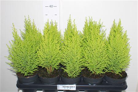 Горшечные цветы и растения оптом Cupr Ma Goldc Wilma от 10шт из Голландии с доставкой по России