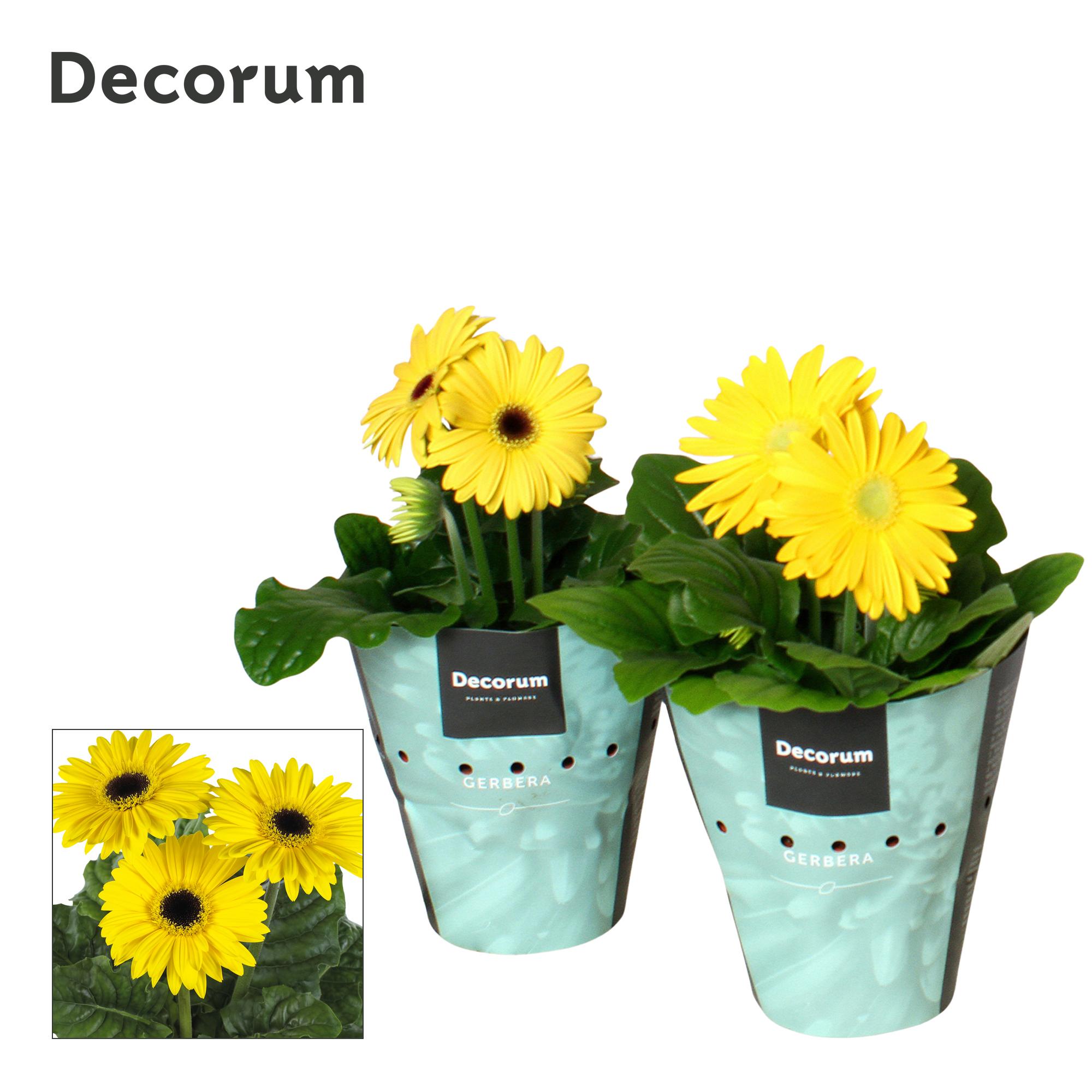 Горшечные цветы и растения оптом Gerbera Yellow 2+ Potcover (decorum) от 9шт (для телеги) из Голландии с доставкой по России