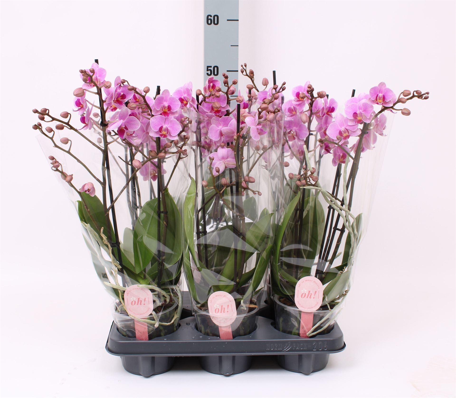 Горшечные цветы и растения оптом Phalaenopsis Multi.   ...rose от 6шт из Голландии с доставкой по России