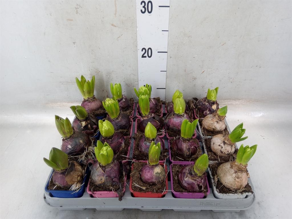 Горшечные цветы и растения оптом Hyacinthus Orie.   ...mix 4 от 20шт (для телеги) из Голландии с доставкой по России