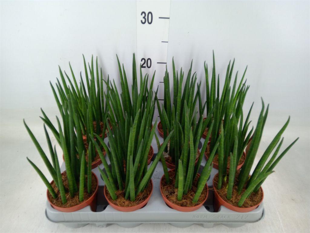 Горшечные цветы и растения оптом Sansevieria Bacularis от 12шт (для телеги) из Голландии с доставкой по России