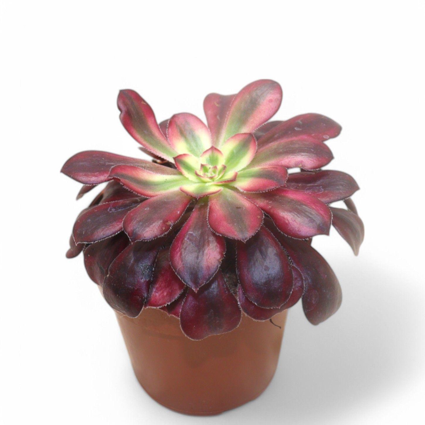 Горшечные цветы и растения оптом Aeonium Medusa от 6шт из Голландии с доставкой по России
