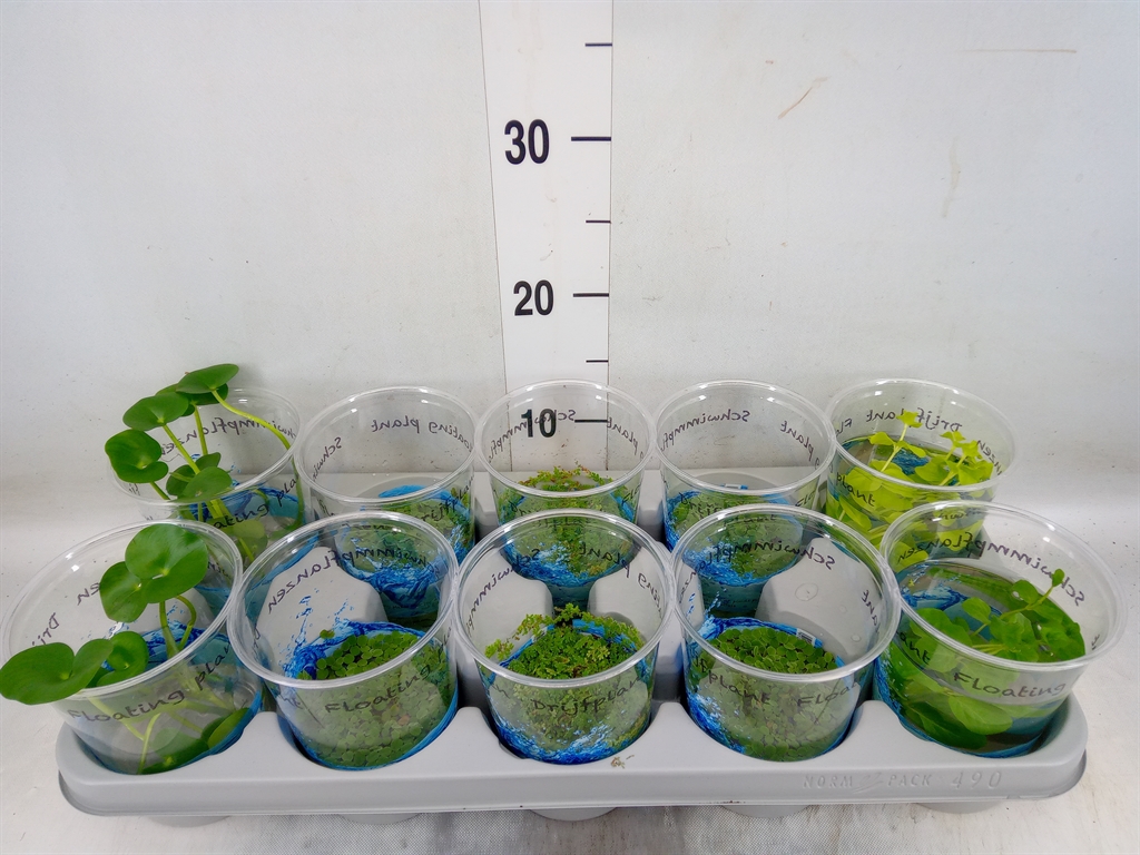 Горшечные цветы и растения оптом Drijfplanten   ...mix от 10шт из Голландии с доставкой по России