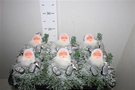 Горшечные цветы и растения оптом Solei Sol Groen Xmass от 6шт из Голландии с доставкой по России