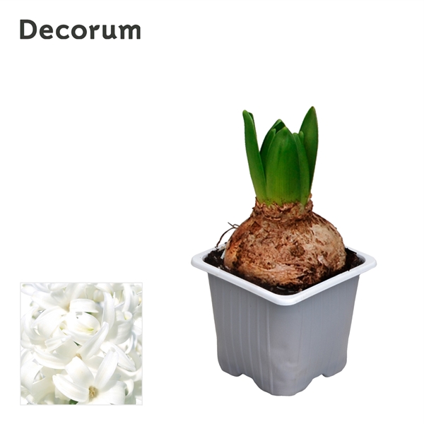 Горшечные цветы и растения оптом Hyacinthus White Pearl 1pp (decorum) от 24шт из Голландии с доставкой по России