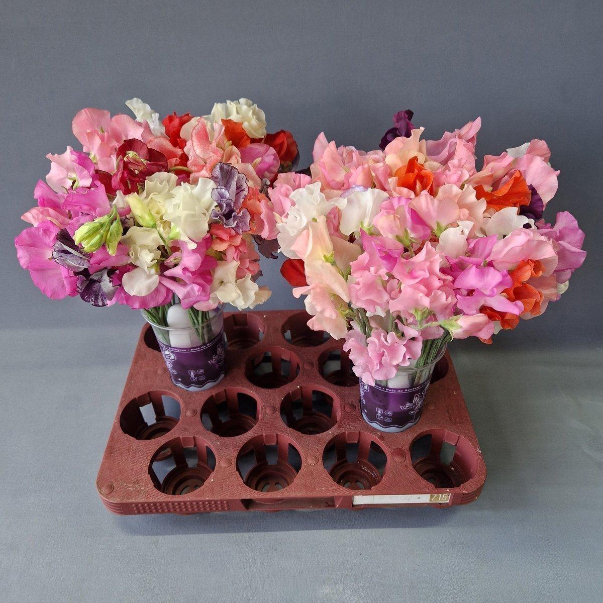 Срезанные цветы оптом Lathyrus mix in bunch от 50шт. из Голландии с доставкой по России