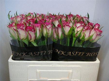 Срезанные цветы оптом Rosa large double date! от 540шт из Голландии с доставкой по России