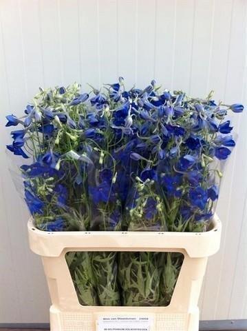 Срезанные цветы оптом Delphinium si bel volkerfrieden от 80шт из Голландии с доставкой по России