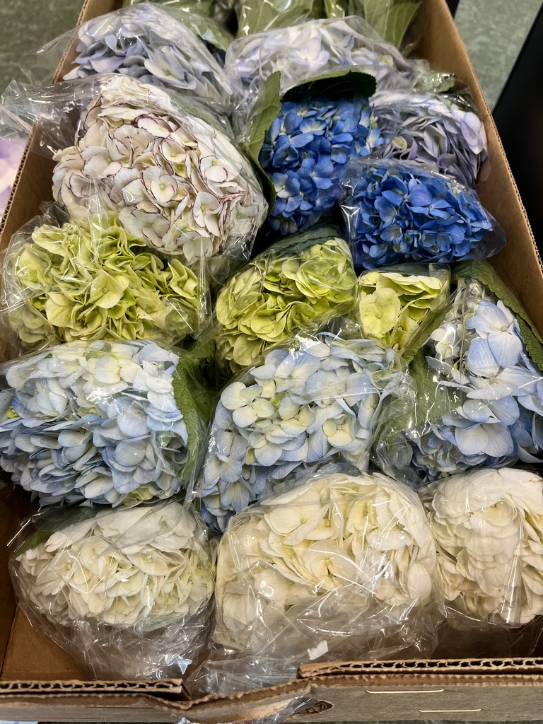 Срезанные цветы оптом Hydrangea mix in box от 30шт из Голландии с доставкой по России