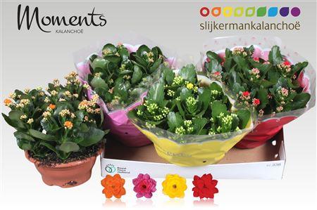Горшечные цветы и растения оптом Kalanchoe Moments - 4 Colors Mix от 3шт из Голландии с доставкой по России