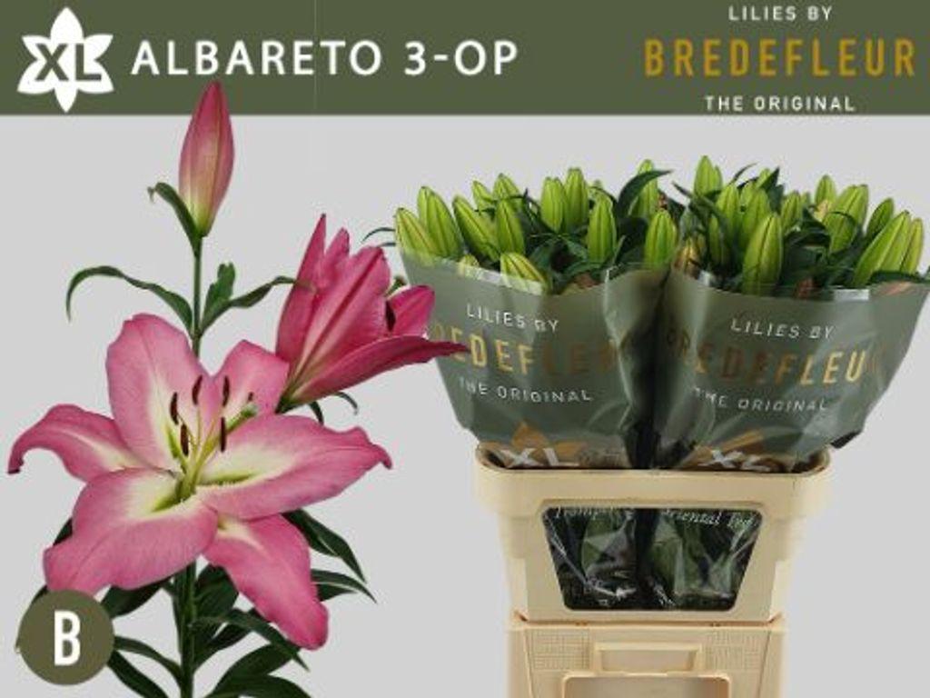 Срезанные цветы оптом Lilium or albareto от 40шт из Голландии с доставкой по России