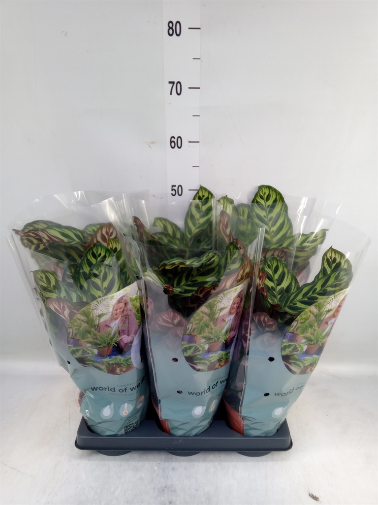 Горшечные цветы и растения оптом Calathea Makoyana от 6шт из Голландии с доставкой по России