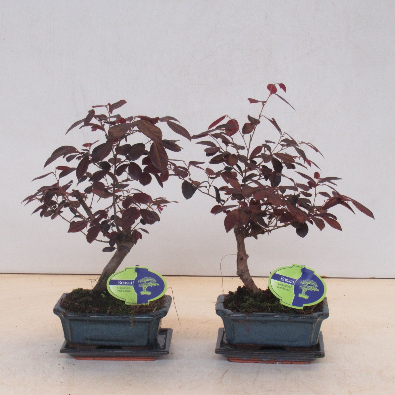 Горшечные цветы и растения оптом Loropetalum Rubra, 15 Cm Broom, With Drip Tray от 5шт из Голландии с доставкой по России