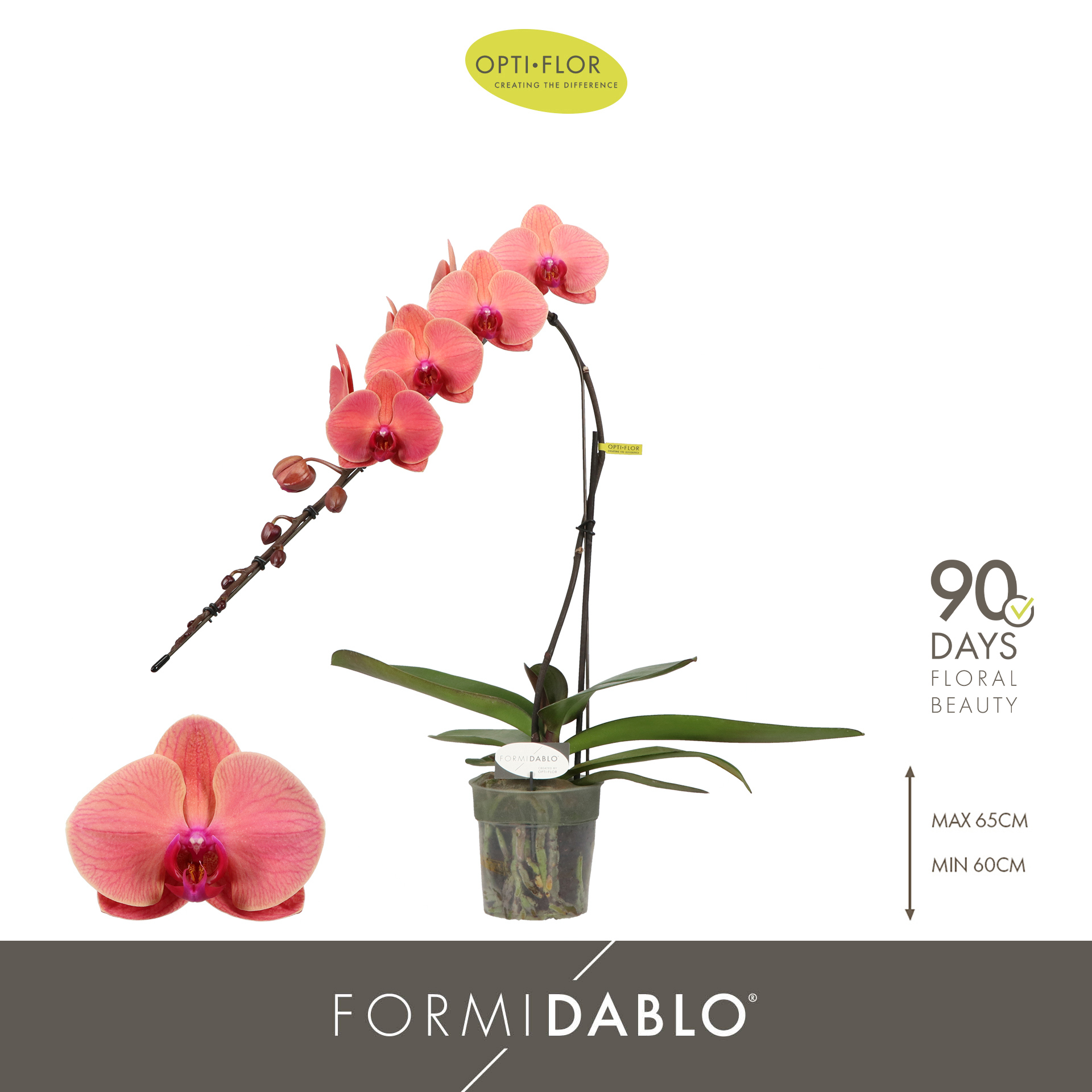 Горшечные цветы и растения оптом Phal Formidablo Victoria Falls от 3шт из Голландии с доставкой по России