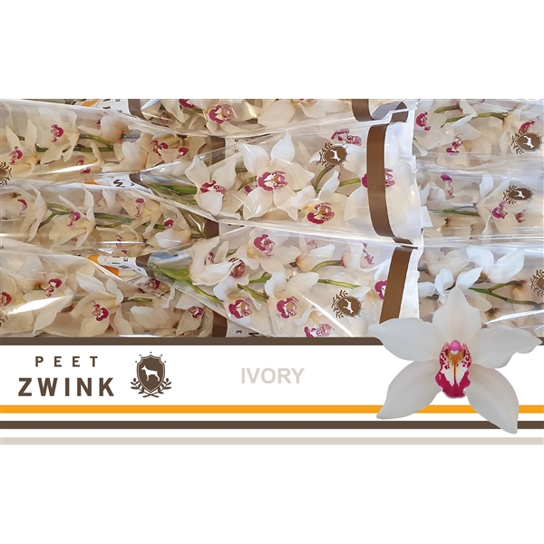 Срезанные цветы оптом Cymbidium white ivory от 10шт из Голландии с доставкой по России