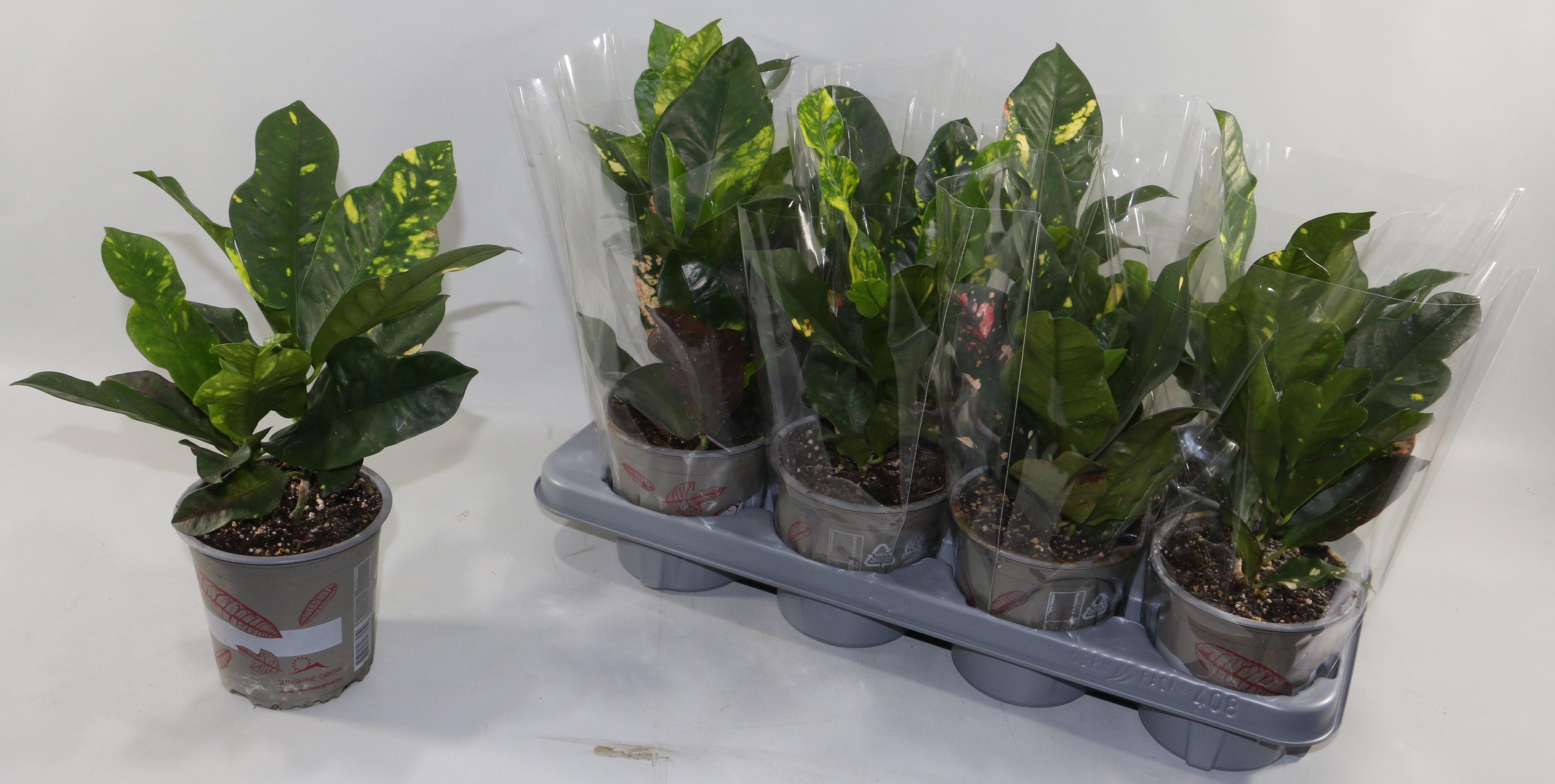 Горшечные цветы и растения оптом Cod Gr Magnificent от 8шт из Голландии с доставкой по России