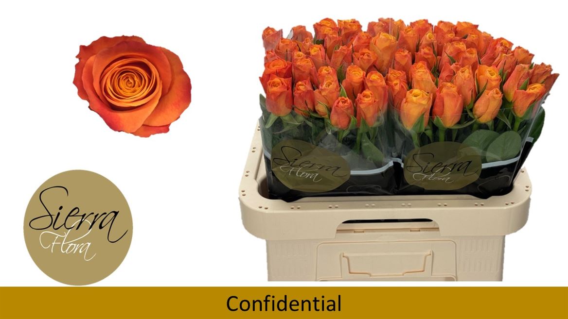 Срезанные цветы оптом Rosa large confidential от 60шт. из Голландии с доставкой по России
