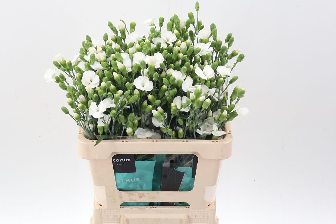 Срезанные цветы оптом Dianthus sp solandis calmfly от 60шт из Голландии с доставкой по России