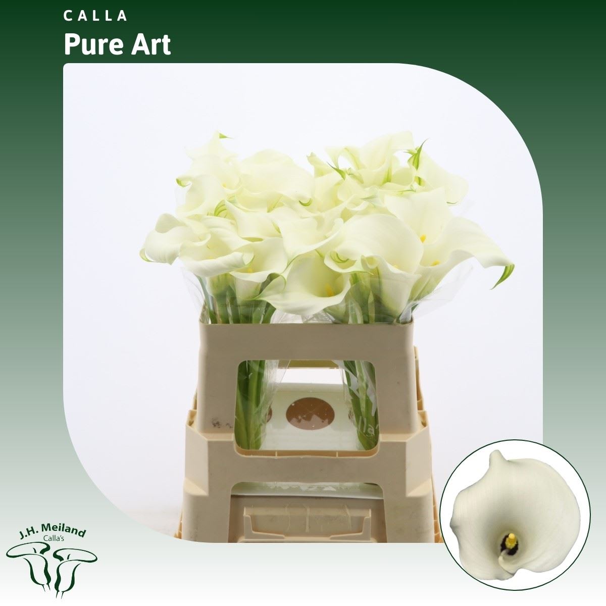 Срезанные цветы оптом Zantedeschia pure art от 40шт из Голландии с доставкой по России