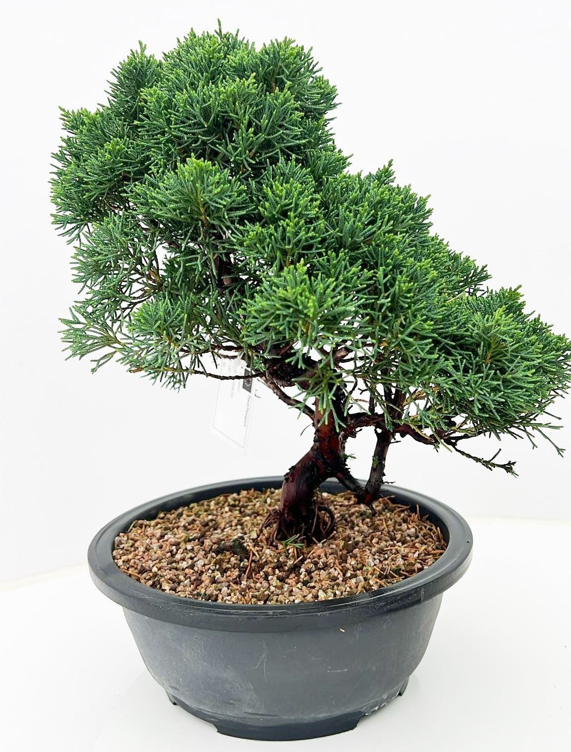 Горшечные цветы и растения оптом Juniperus Chinensis, 23cm., In Trainingspot от 1шт из Голландии с доставкой по России