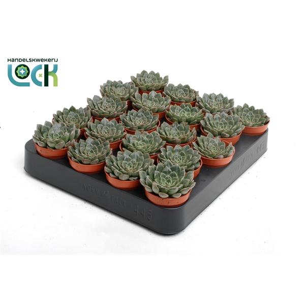 Горшечные цветы и растения оптом Echeveria Glauca от 20шт (для телеги) из Голландии с доставкой по России