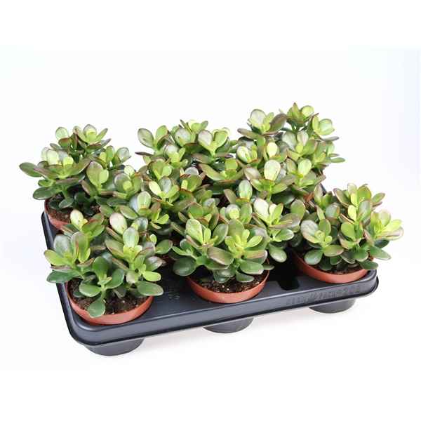 Горшечные цветы и растения оптом Crassula Ovata Minor от 8шт из Голландии с доставкой по России