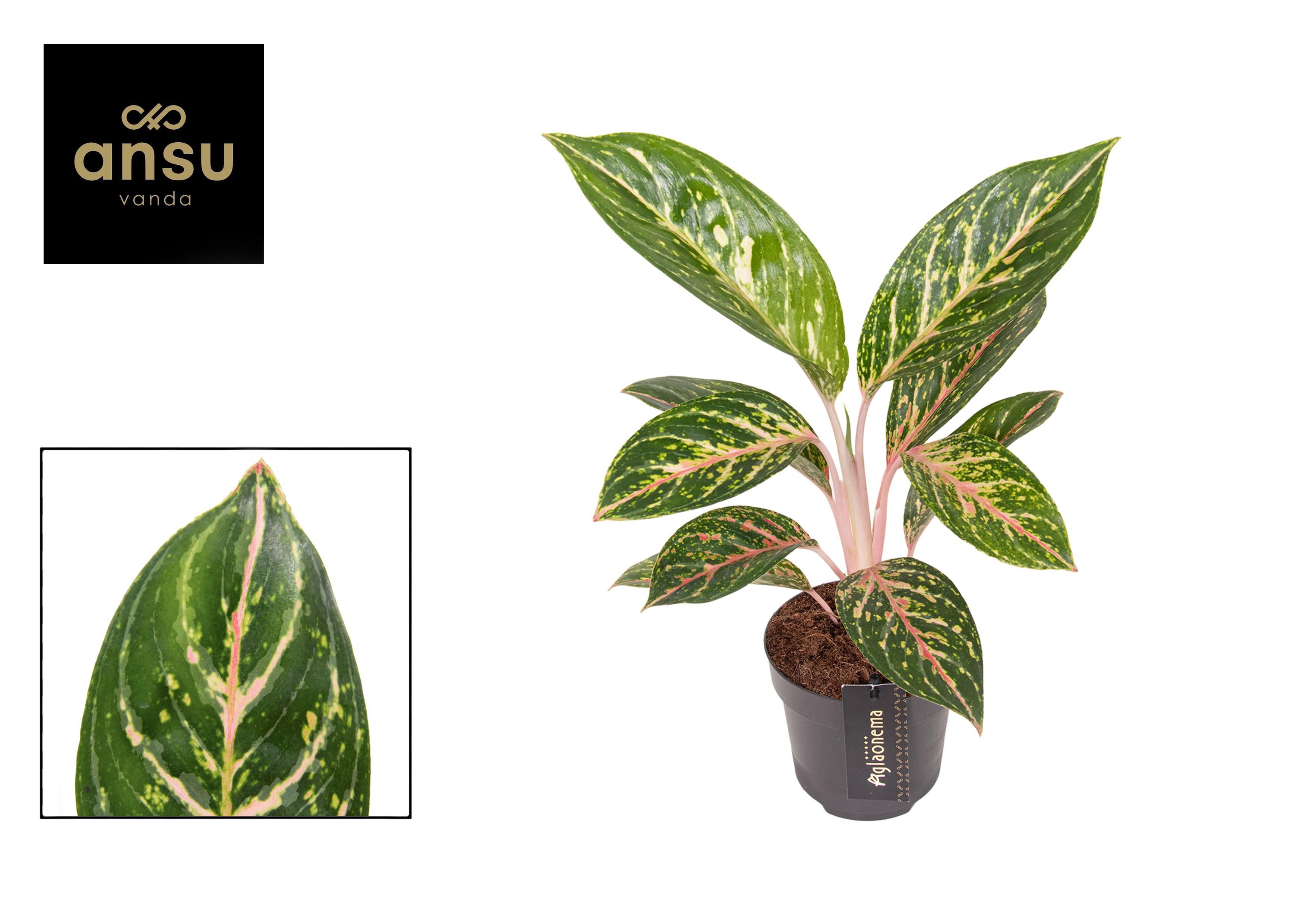 Горшечные цветы и растения оптом Aglaonema Coco Green от 6шт из Голландии с доставкой по России