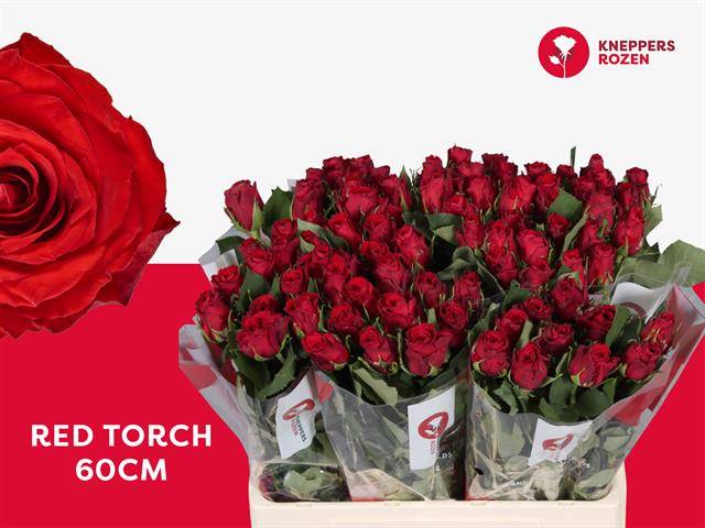 Срезанные цветы оптом Rosa large red torch от 80шт из Голландии с доставкой по России