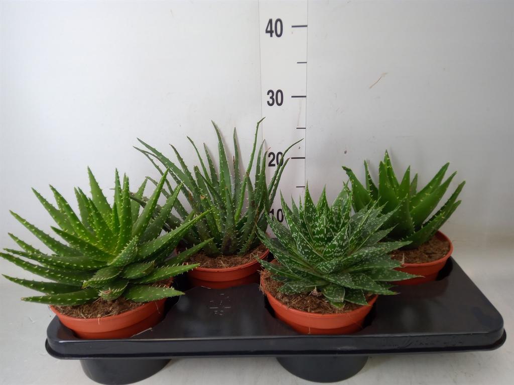 Горшечные цветы и растения оптом Aloe   ...mix от 4шт из Голландии с доставкой по России
