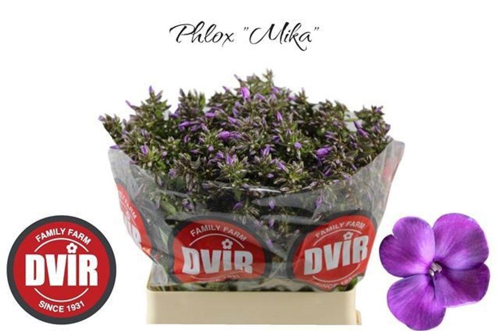 Срезанные цветы оптом Phlox mika от 50шт из Голландии с доставкой по России