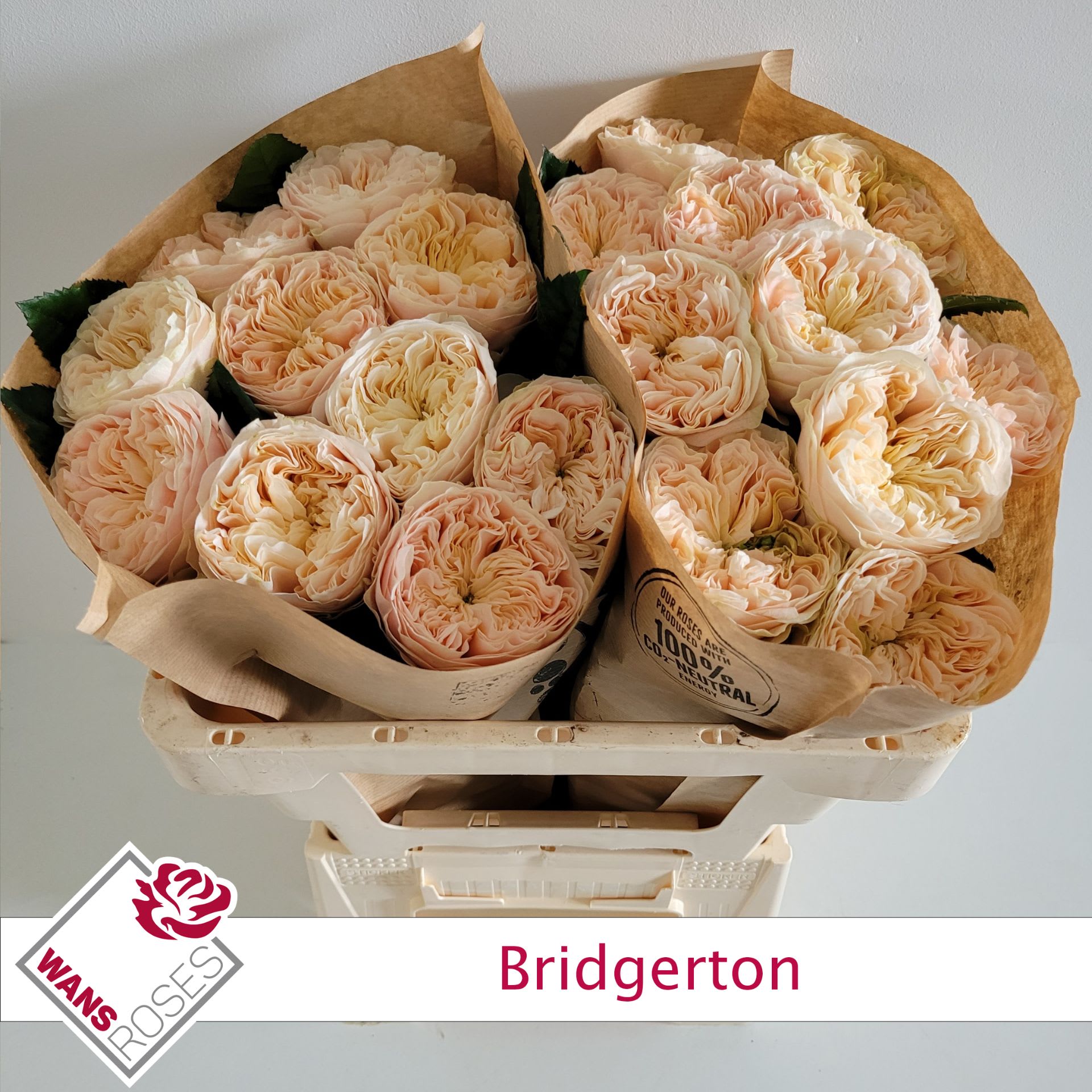 Срезанные цветы оптом Rosa large bridgerton от 20шт из Голландии с доставкой по России