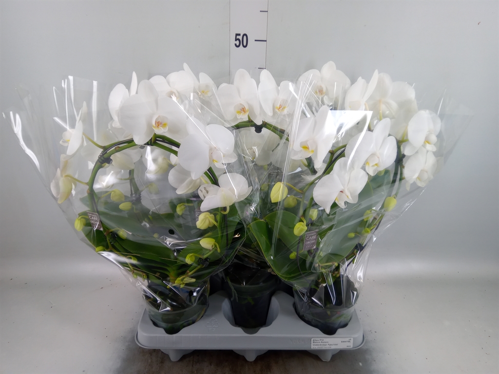 Горшечные цветы и растения оптом Phalaenopsis   ...white от 5шт из Голландии с доставкой по России